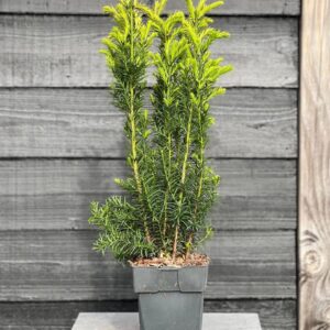 Taxus media Hicksii
(6 Plants/Order)(17cmP 80cmH)