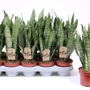 Sansevieria zeylanica
(10 Plants/Order)(12cmP 40cmH)