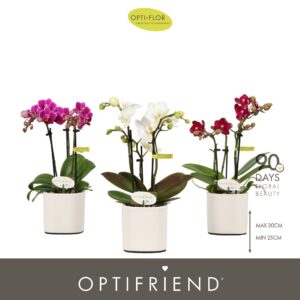 Phalaenopsis Multiflora Optifriend mix 3 spike in Piemonte White
(6 Plants/Order)(7cmP 25cmH)