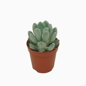 Pachyveria x scheideckeri 5,5 cm
(20 Plants/Order)(5.5cmP 8cmH)