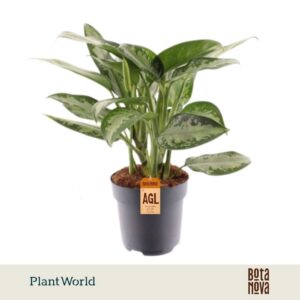 Aglaonema Jubilee Petite
(6 Plants/Order)(17cmP 45cmH)