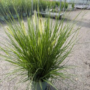 Pennisetum alopecuroides Hameln
(1 Plants/Order)(19cmP 45cmH)