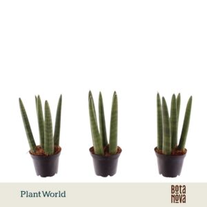 Sansevieria Cylindrica Spaghetti' P6
(20 Plants/Order)(6cmP 18cmH)