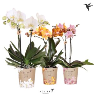Phalaenopsis mixed Jewel 2 spike
(6 Plants/Order)(12cmP 45cmH)