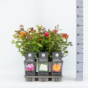 Rosa other pink Basics Big Headed (TH) mix, C3
(6 Plants/Order)(17cmP 35cmH)