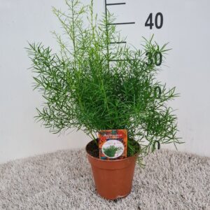 Asparagus Sprengeri d.
(8 Plants/Order)(13cmP 30cmH)