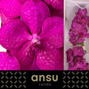 Vanda Tayanee cerise Vanda Tayanee cerise
(25 Plants/Order)(cmP 20cmH)