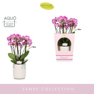 Phalaenopsis Multiflora Bellissimo Caro in Molise White Aquo Giftbox
(3 Plants/Order)(15cmP 50cmH)