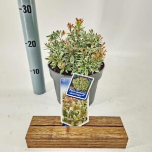 Pieris jap. ‘Little Frosty’ PBR
(1 Plants/Order)(19cmP 25cmH)