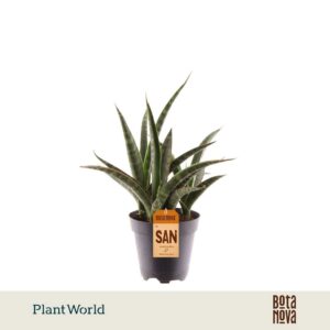 Sansevieria trifasciata 'Megan'
(6 Plants/Order)(12cmP 30cmH)