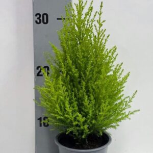 Cupressus Goldcrest Wilma piramide 10,5cm
(12 Plants/Order)(10.5cmP 37cmH)