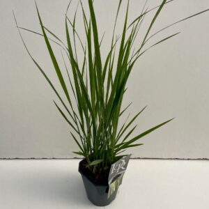 Panicum virgatum Northwind'
(6 Plants/Order)(17cmP 30cmH)