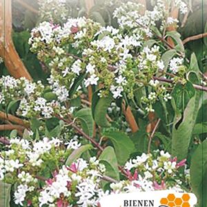 Heptacodium miconioides 80-100C5
(1 Plants/Order)(23cmP 80cmH)