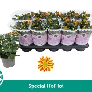 Chrysanthemum Robinho Red Special HoiHoi
(10 Plants/Order)(12cmP 25cmH)