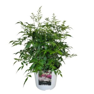 Astilbe Whashington Japonica Grp 'Washington'
(1 Plants/Order)(23cmP 60cmH)
