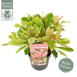 Photinia serratifolia Pink Crispy
(1 Plants/Order)(19cmP 40cmH)