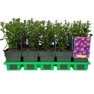 Aster Samoa
(10 Plants/Order)(11cmP 25cmH)