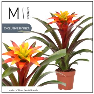 Guzmania Fiero Yellow 12cm Mimesis
(10 Plants/Order)(12cmP 42cmH)