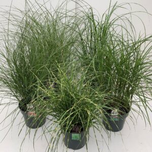 Siergrassen mix Miscanthus
(1 Plants/Order)(29cmP 5cmH)