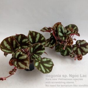 Begonia sp. Ngoc Lac 12cm
(3 Plants/Order)(12cmP 25cmH)