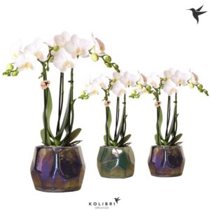 Phalaenopsis Multiflora white 3 spike mix in Pearl Pot blue
(5 Plants/Order)(9cmP 40cmH)