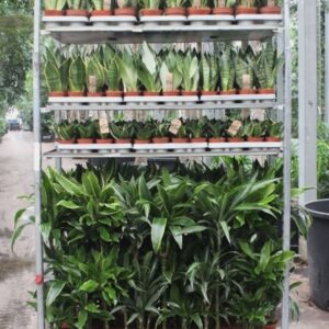 Indoor plants Mixkar Dracaena 3pp and Sansevieria
(1 Plants/Order)(5cmP 999cmH)