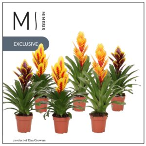 Vriesea mixed Intenso 12cm Mimesis
(10 Plants/Order)(12cmP 45cmH)
