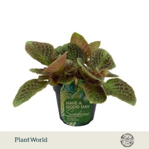 Episcia
(8 Plants/Order)(12cmP 10cmH)