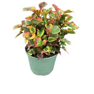 Houttuynia corda Cort. 'Chameleon'
(1 Plants/Order)(17cmP 30cmH)