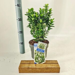 Euonymus Paloma Blanca jap. ('Lankveld03'PBR)
(1 Plants/Order)(17cmP 35cmH)