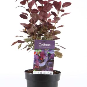 Cotinus Royal Purple cogg. P19/C3
(1 Plants/Order)(19cmP 45cmH)
