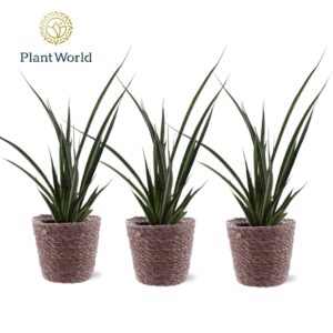 Sansevieria Friends kirkii Trendy Mand
(6 Plants/Order)(12cmP 40cmH)