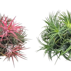 Tillandsia Tillandsia ionantha clumb mix large
(6 Plants/Order)(18cmP 10cmH)