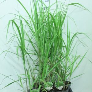 Miscanthus x giganteus
(6 Plants/Order)(17cmP 125cmH)