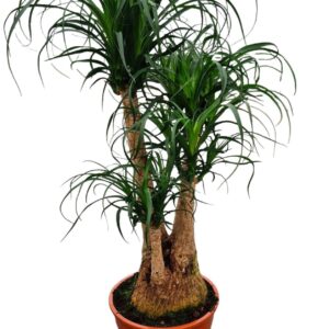 Nolina recurvata Beaucarnea 27 cm busch
(1 Plants/Order)(27cmP 90cmH)