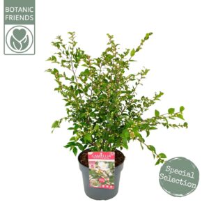 Camellia japonica Beauty Blush' PREMIUM
(1 Plants/Order)(19cmP 80cmH)