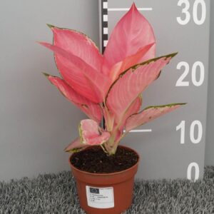 Aglaonema other flamingo
(6 Plants/Order)(10.5cmP 20cmH)