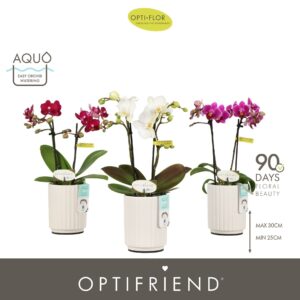 Phalaenopsis Multiflora Optifriend mix 2 spike in Molise White Aquo
(6 Plants/Order)(7cmP 25cmH)