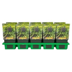 Liriope Royal Purple muscari P11
(10 Plants/Order)(11cmP 25cmH)