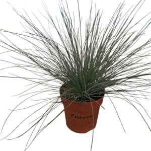 Festuca glauca
(10 Plants/Order)(12cmP 33cmH)