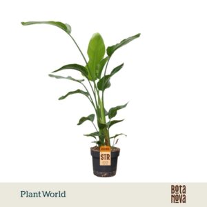Strelitzia nicolai 3 PP (zonder bloem) 120-140cm
(1 Plants/Order)(24cmP 120cmH)