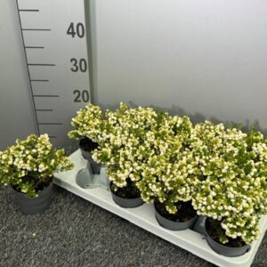 Gaultheria Pernettya white
(12 Plants/Order)(10.5cmP 20cmH)