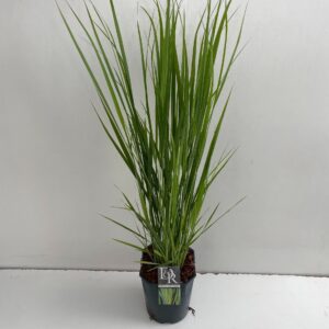 Panicum virgatum Northwind
(1 Plants/Order)(23cmP 80cmH)