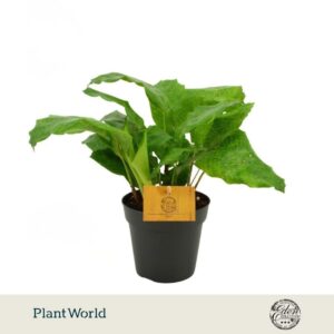 Calathea musaica Network 12 cm
(4 Plants/Order)(12cmP 10cmH)