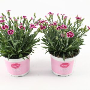 Carnation Pink Kisses
(12 Plants/Order)(12cmP 25cmH)