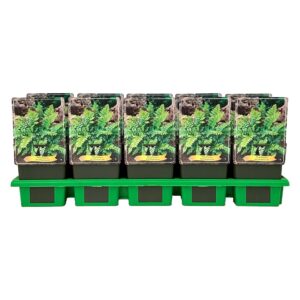 Polystichum polyblepharum
(10 Plants/Order)(11cmP 25cmH)