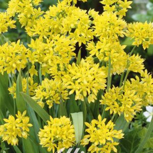 Droge Bulbs Allium Ball Moly x20 5/6
(10 Plants/Order)(5cmP 20cmH)
