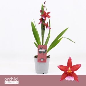 Orchideeen Cambria, Crimson Star 1-spike 'Orchid Collection'
(6 Plants/Order)(12cmP 50cmH)