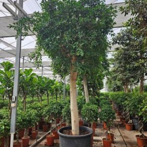 Ficus Nitida
(1 Plants/Order)(110cmP 500cmH)