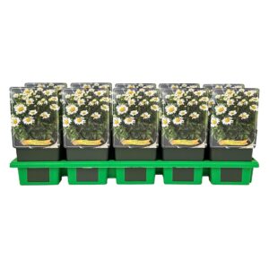 Leucanthemum maximum Lacrosse white Ooh P11
(10 Plants/Order)(11cmP 25cmH)